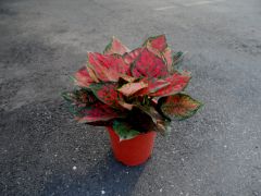 亞曼尼 亞曼尼