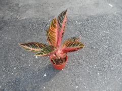 如意 如意
