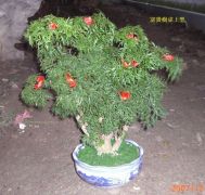 富貴樹-桌上型 富貴樹-桌上型