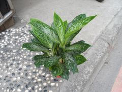 綠翡翠 綠翡翠