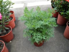 芸香-又稱心臟藥 芸香-又稱心臟藥