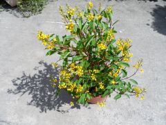 金英-開黃色花