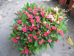 麒麟花 麒麟花