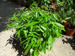 茉草(可避邪) 茉草(可避邪)