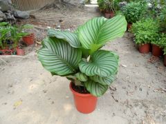 新品種-竹芋 新品種-竹芋