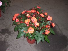 新幾內亞鳳仙花 新幾內亞鳳仙花