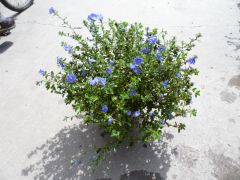 藍星花 藍星花