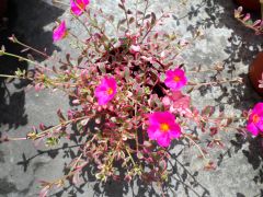 彩虹馬齒筧 彩虹馬齒筧