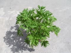 防蚊樹-驅趕蚊蟲 防蚊樹-驅趕蚊蟲