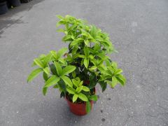 桂花 桂花